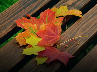 Fall leaves on a wooden deck. 