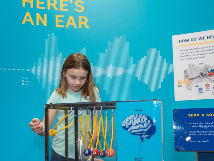 Three children examine a large-scale ear model.