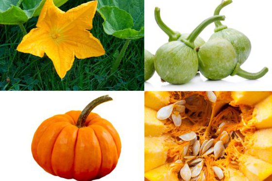 A collage of images of a pumpkin flower, unripened small pumpkin, a fully grown orange pumpkin and inside of a pumpkin with seeds. 