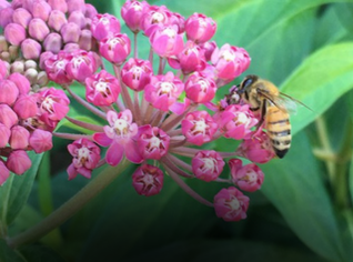A honeybee on a pink milkweed flower. 