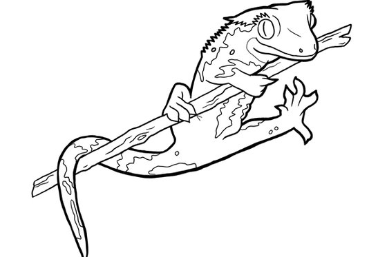 66 72  Vertebrate Animals Coloring Pages Best