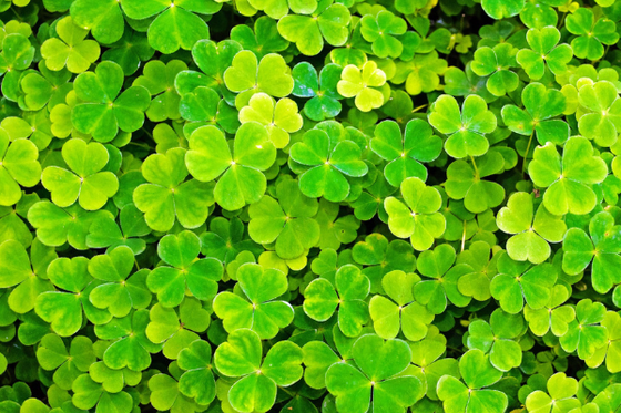 A close up of green clovers. 