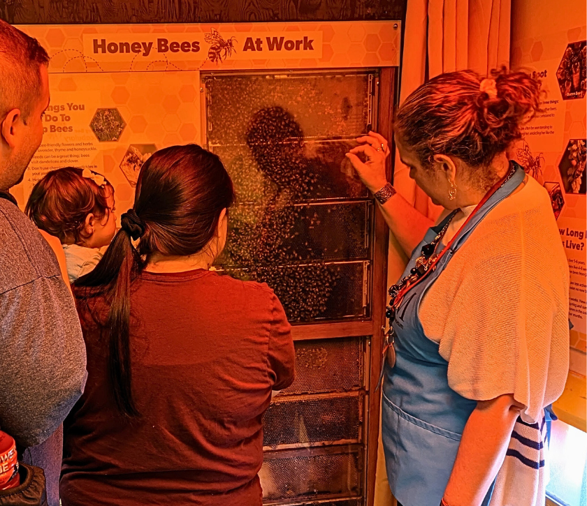 A photograph of an LICM staff member showing the Honey Bee's exhibit to a visiting family.