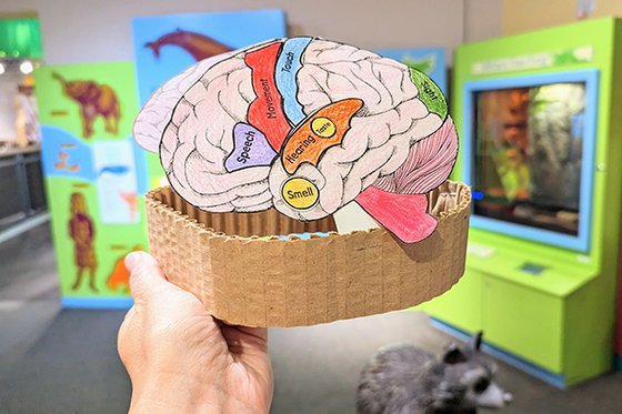 A paper brain attached to a cardboard band. 