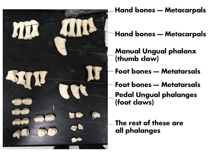 Various casts of the bones in the back foot of a juvenile Apotosaurus identifed with scientific names.