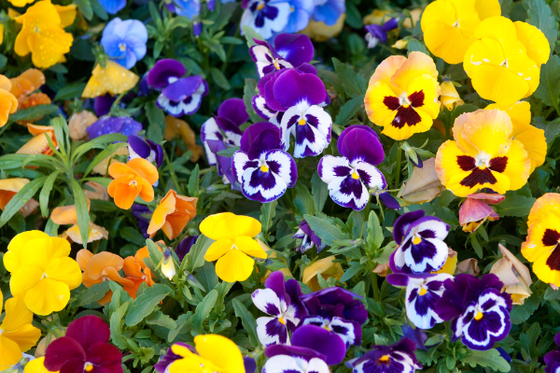 Shades of purple and yellow pansies in a garden bed. 